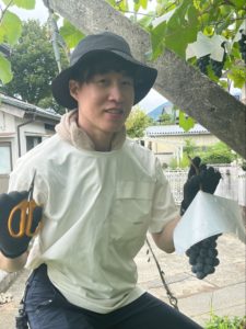 収穫の様子