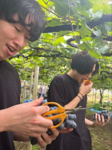 ブドウ収穫の様子