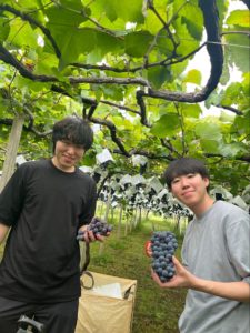 ブドウ収穫で交流